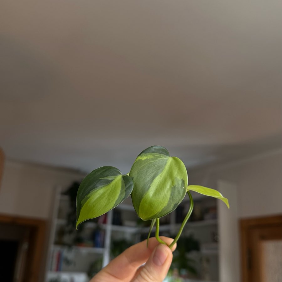 Philodendron scandens brasil