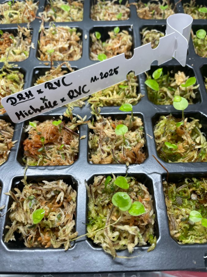 Anthurium Dark & Handsome x Red Velvet Cake X Michelle x Red Velvet Cake 2