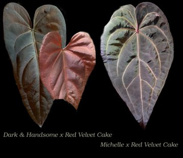 Anthurium Dark & Handsome x Red Velvet Cake X Michelle x Red Velvet Cake