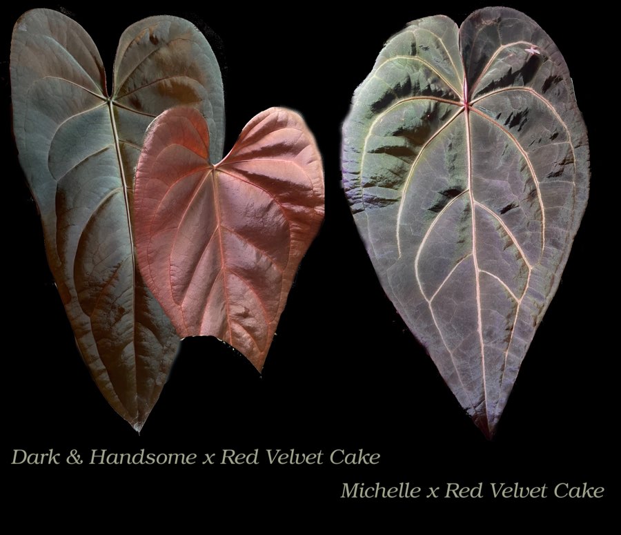 Anthurium Dark & Handsome x Red Velvet Cake X Michelle x Red Velvet Cake