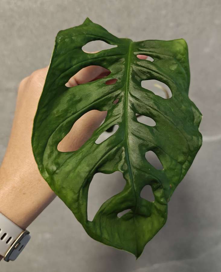 Monstera Monkey Mask Adansonii 2
