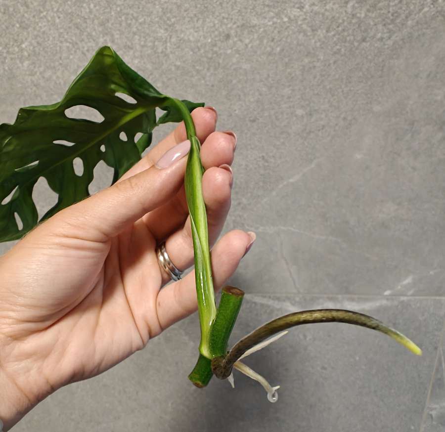 Monstera Monkey Mask Adansonii 3