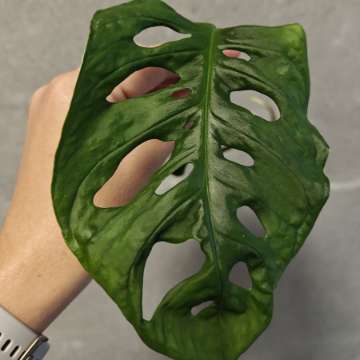 Monstera Monkey Mask Adansonii