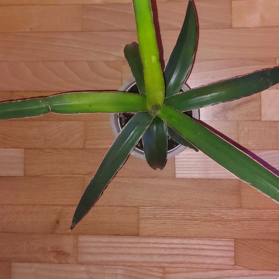 Sansevieria star canary