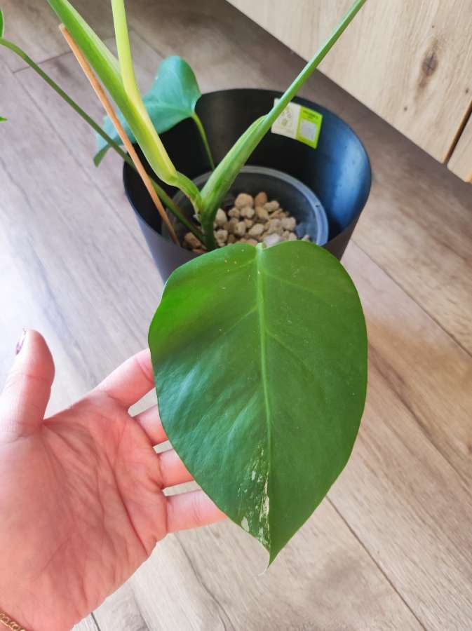 Monstera Deliciosa  4