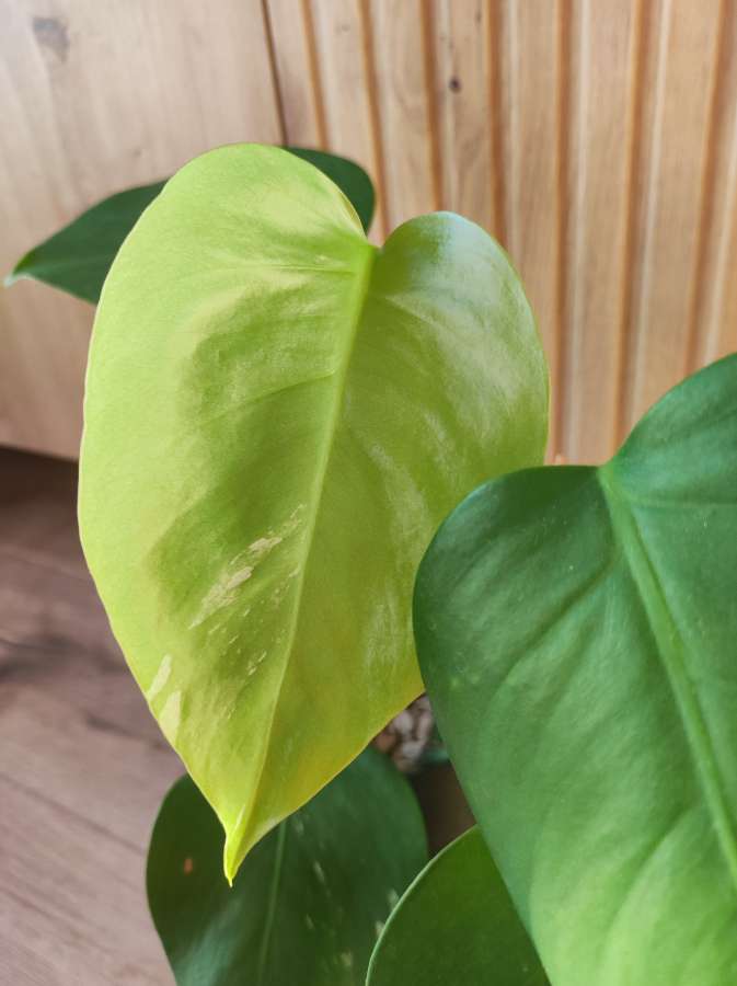 Monstera Deliciosa  2