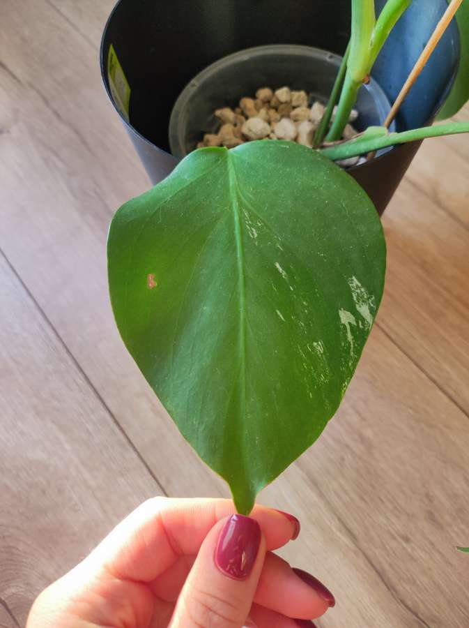 Monstera Deliciosa  3