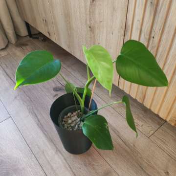 Monstera Deliciosa 