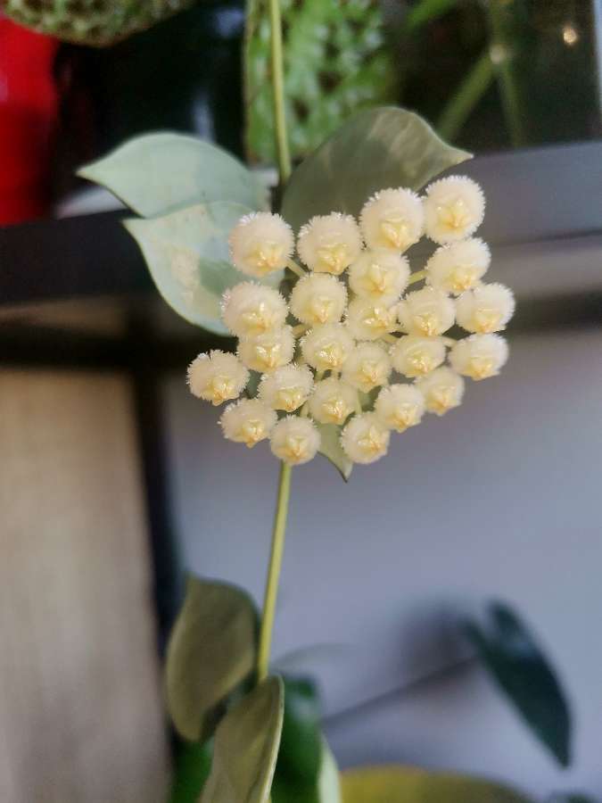Hoya krohniana eskimo 3