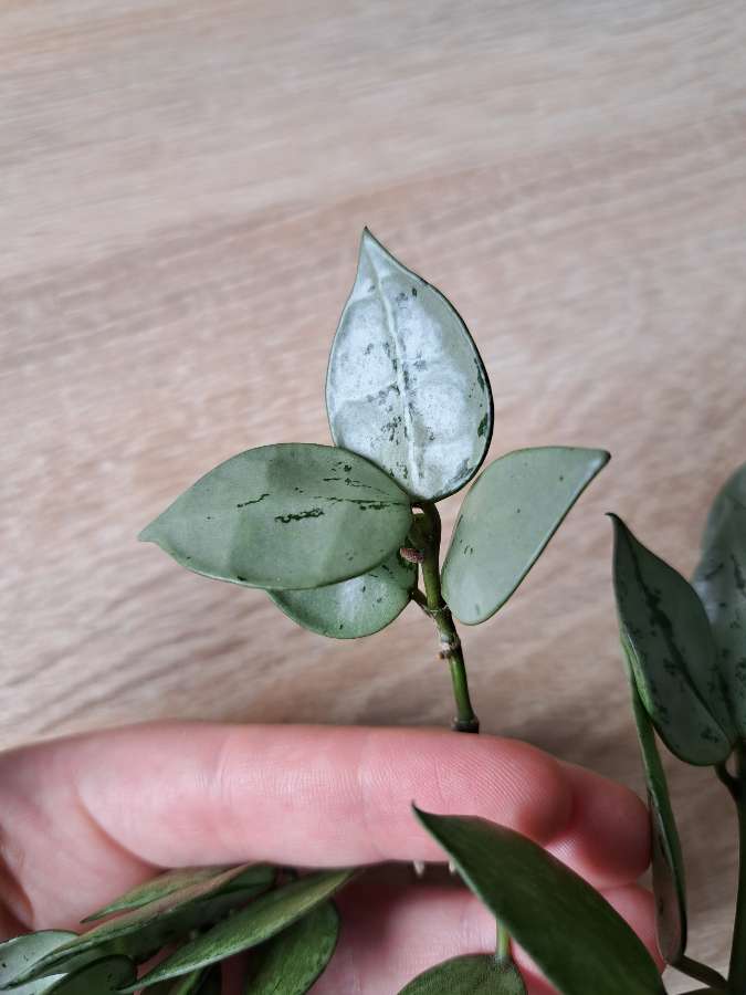 Hoya krohniana eskimo 2