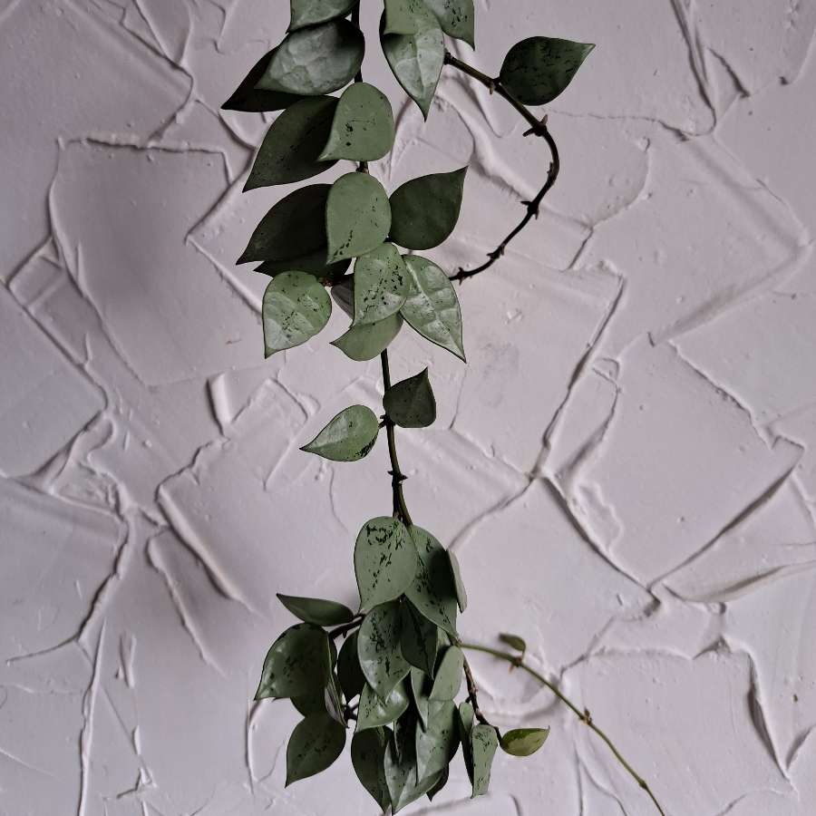 Hoya krohniana eskimo
