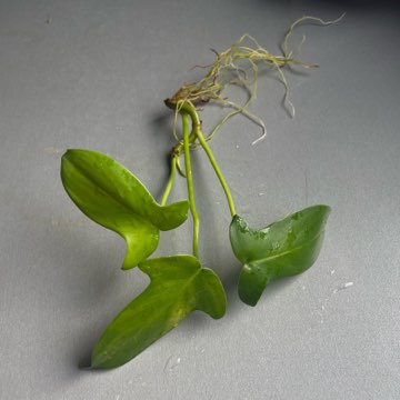 Philodendron pedatum