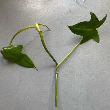 Philodendron pedatum