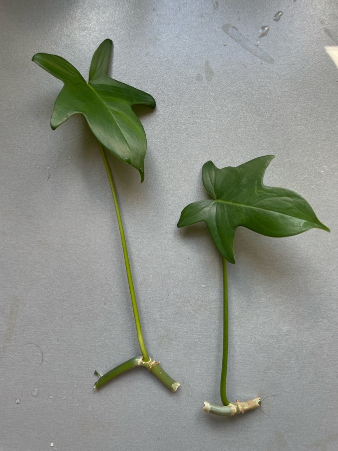 Philodendron pedatum 2