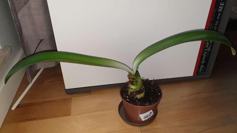 Krasnokwiat białokwiatowy,  duży kwiat 2