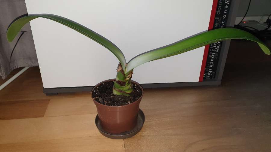 Krasnokwiat białokwiatowy,  duży kwiat 3