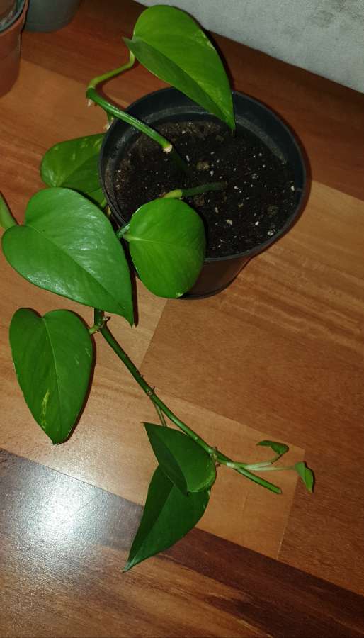 Epipremnum złociste 4