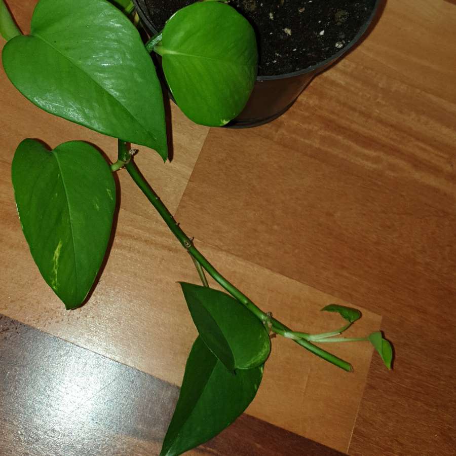 Epipremnum złociste