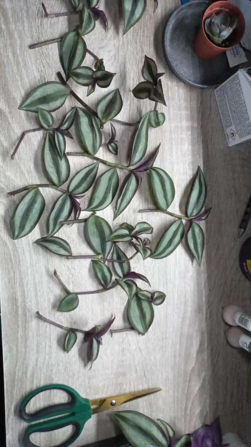 Tradescantia zebrina 31 sztuk 2