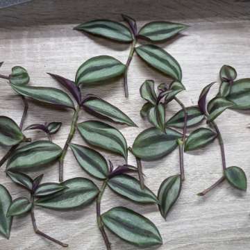 Tradescantia zebrina 31 sztuk