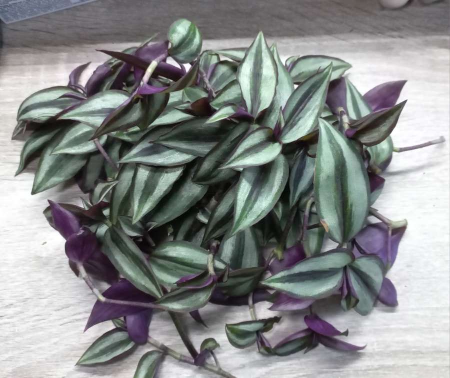 Tradescantia zebrina 31 sztuk 3