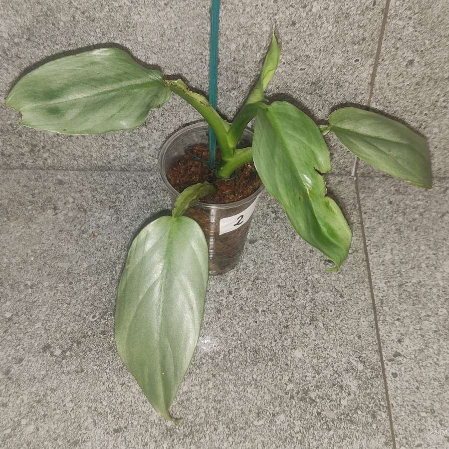 Philodendron silver Queen