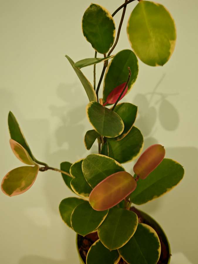 Hoya australis blondie 2