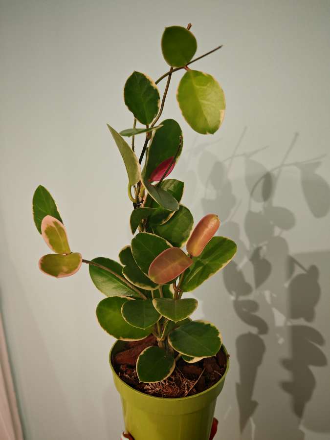 Hoya australis blondie 3