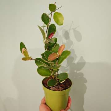 Hoya australis blondie
