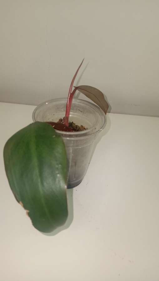 Philodendron strawberry shake 5