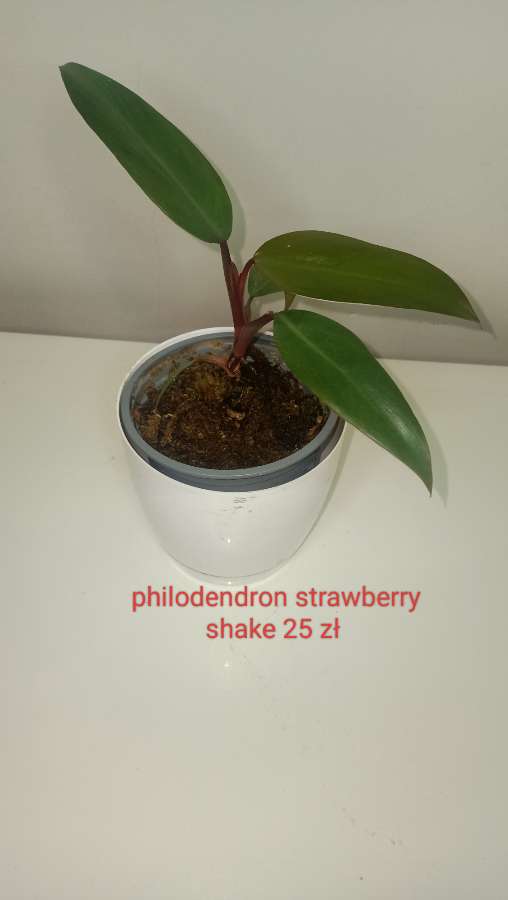 Philodendron strawberry shake 2