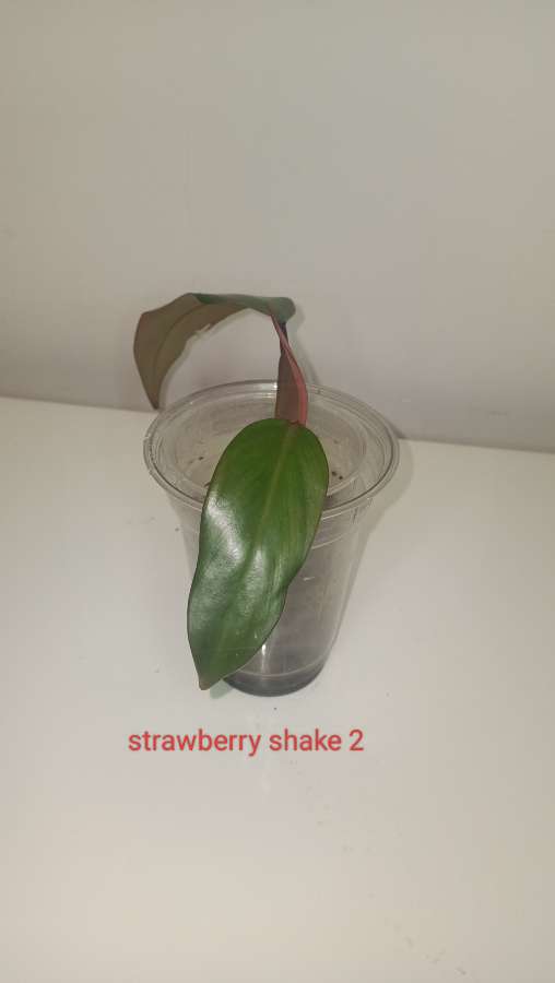 Philodendron strawberry shake 4