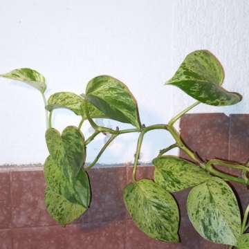 Epipremnum Marble queen