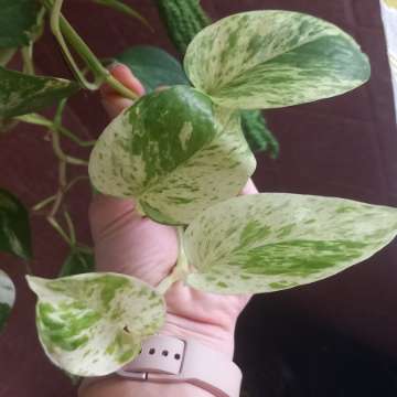 Epipremnum Marble queen