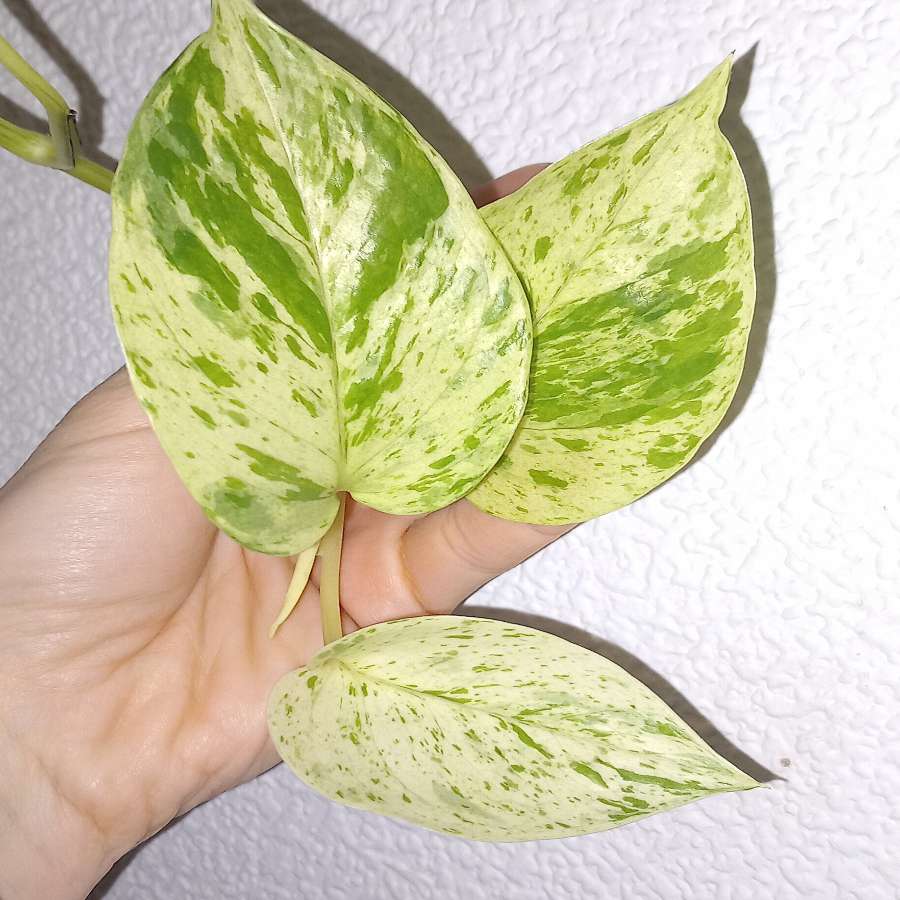 Epipremnum Marble queen