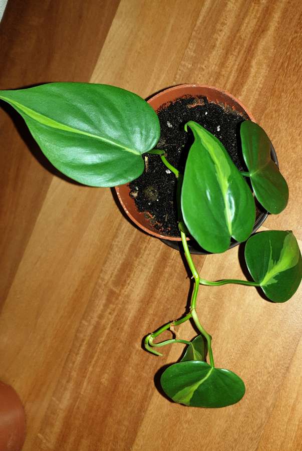 Filodendron Philodendron Brasil 2