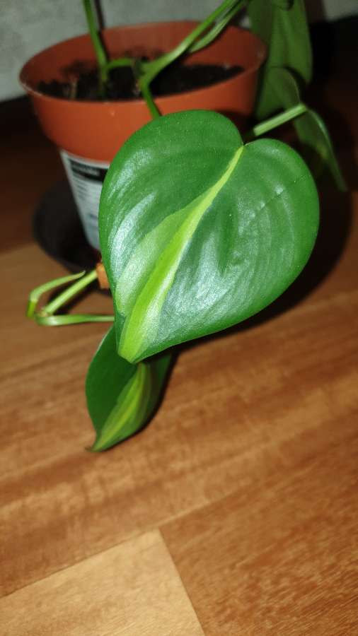 Filodendron Philodendron Brasil 3