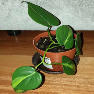 Filodendron Philodendron Brasil