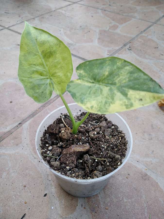 Alocasia gageana aurea variegata 2