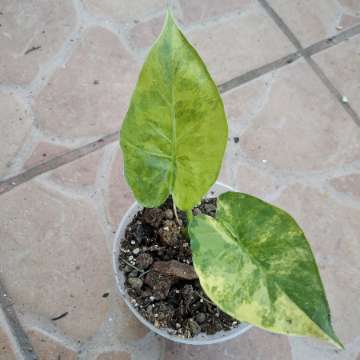 Alocasia gageana aurea variegata