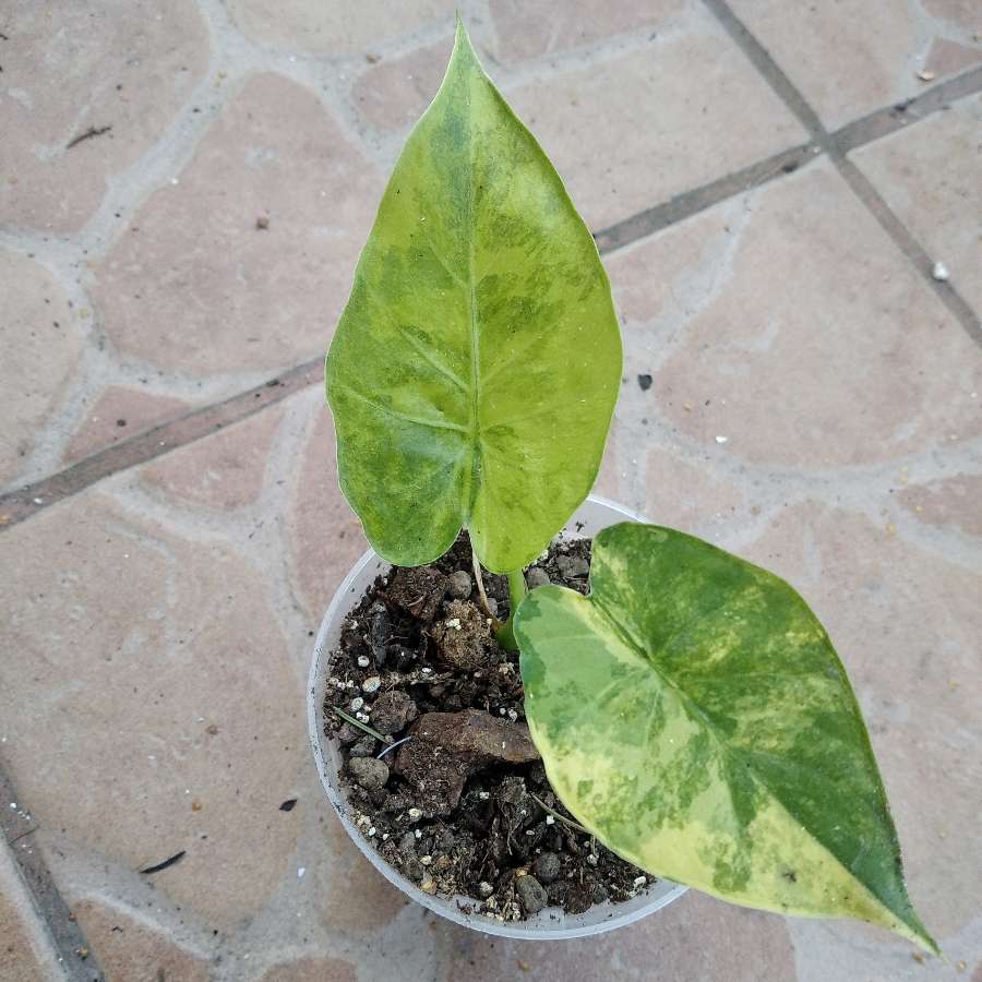 Alocasia gageana aurea variegata