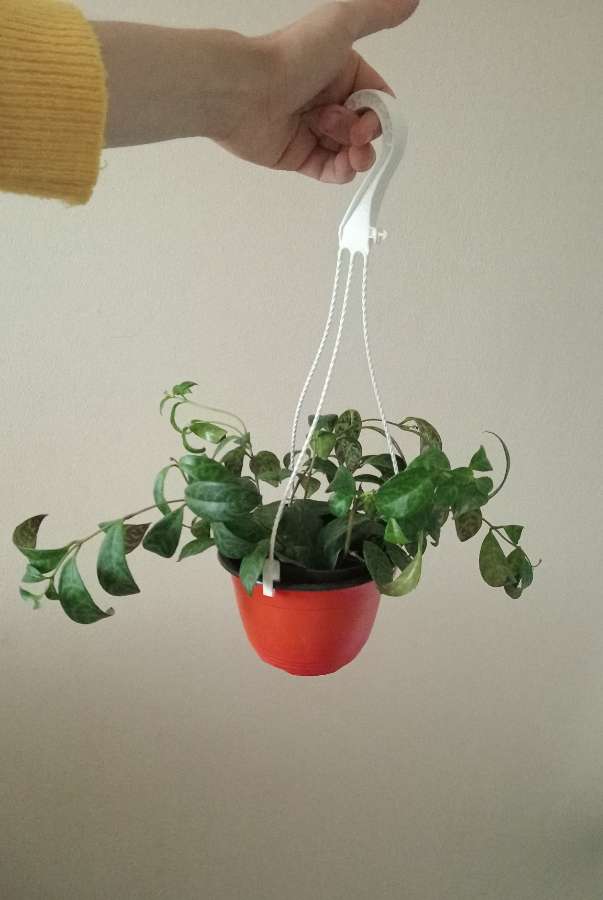Aeschenanthus marmoratus 3
