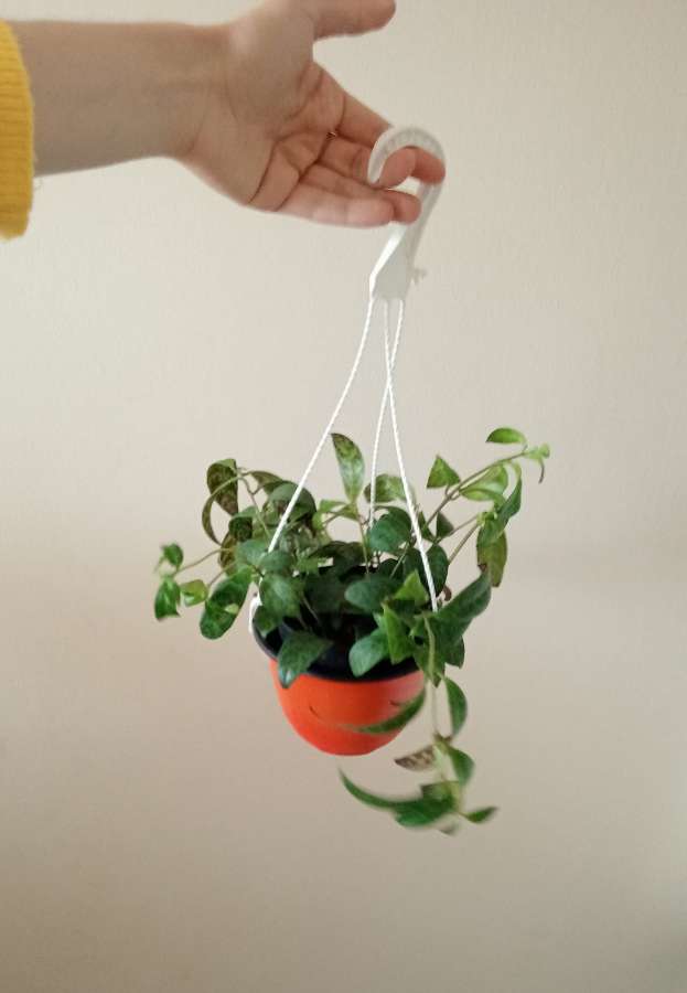Aeschenanthus marmoratus 2