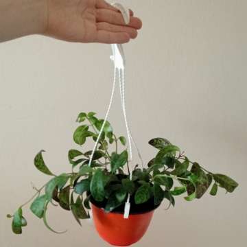 Aeschenanthus marmoratus