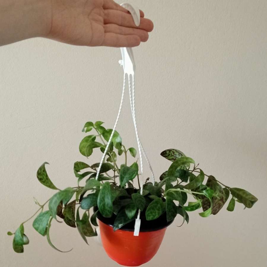 Aeschenanthus marmoratus