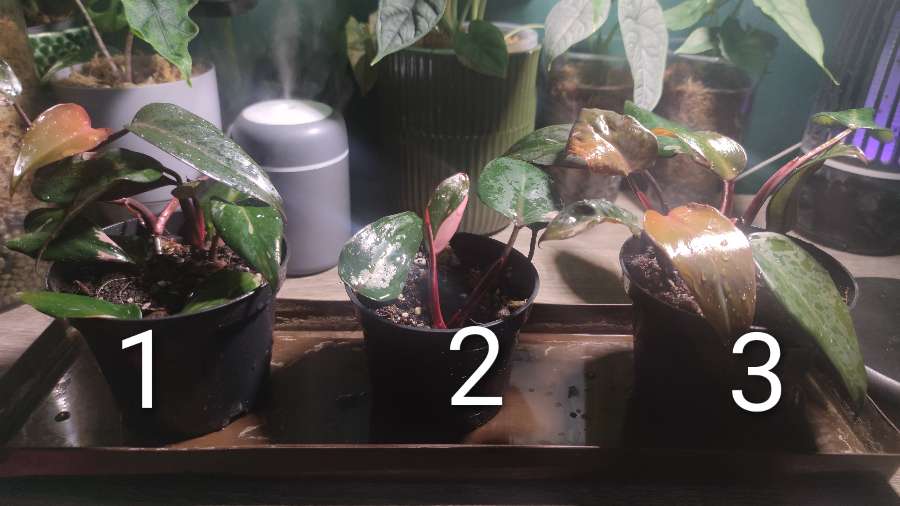 Ph. erubescens 'Pink Princess' 2