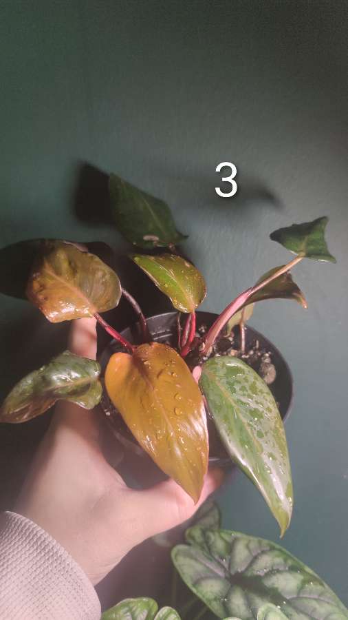 Ph. erubescens 'Pink Princess' 5