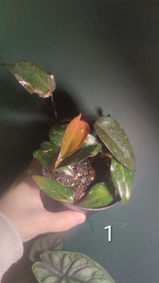 Ph. erubescens 'Pink Princess' 3