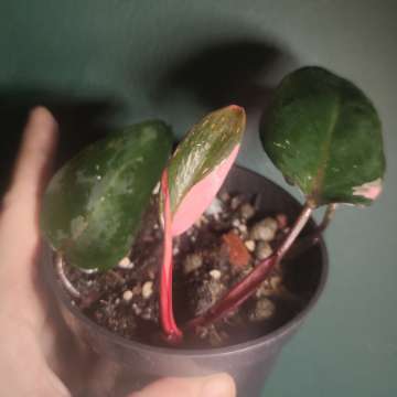 Ph. erubescens 'Pink Princess'