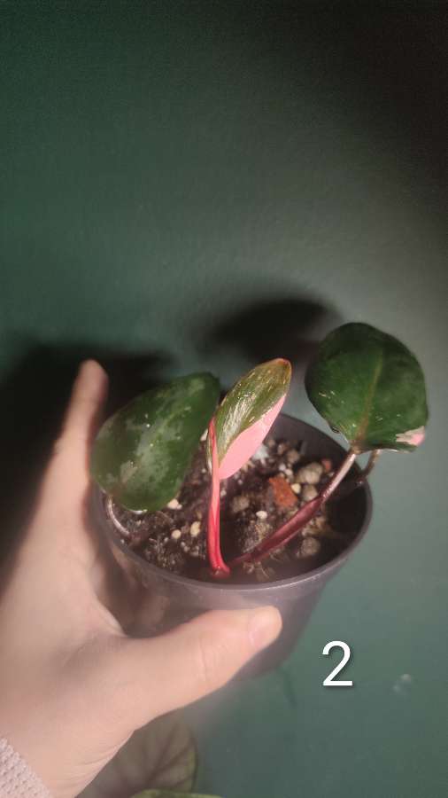 Ph. erubescens 'Pink Princess' 4